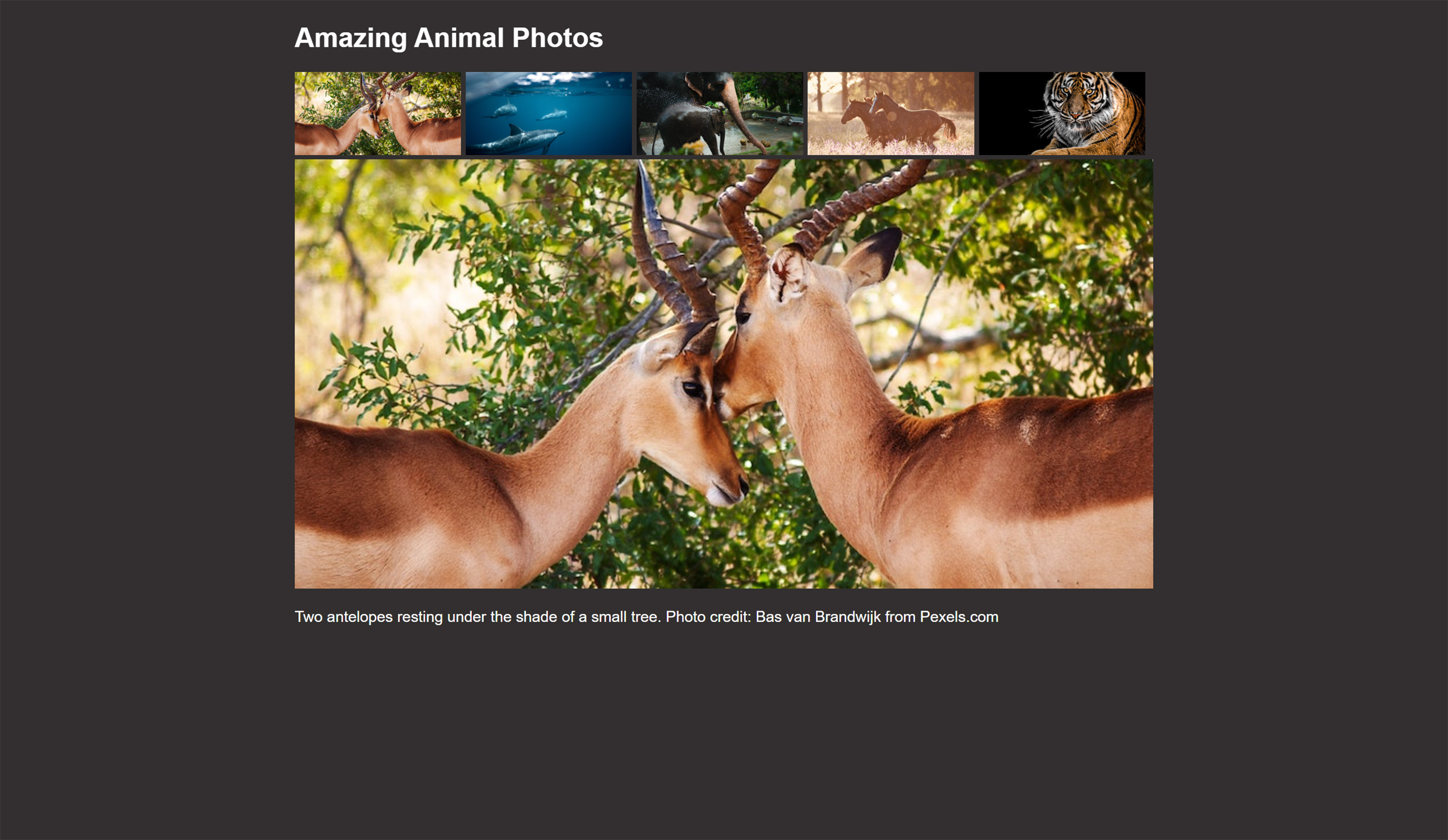 background image of project six - an interactive animal photo gallery